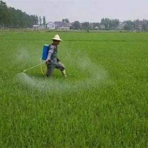 農藥除草劑哪個品牌好？識別除草劑哪種效果好的方法