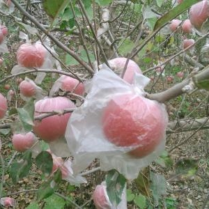 談?wù)勊状l(fā)注意事項(xiàng)，水果套袋批發(fā)哪里便宜